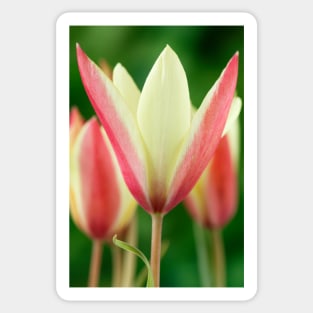 Tulipa clusiana  'Cynthia'  AGM  Lady tulip  Miscellaneous tulip Sticker